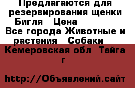 Предлагаются для резервирования щенки Бигля › Цена ­ 40 000 - Все города Животные и растения » Собаки   . Кемеровская обл.,Тайга г.